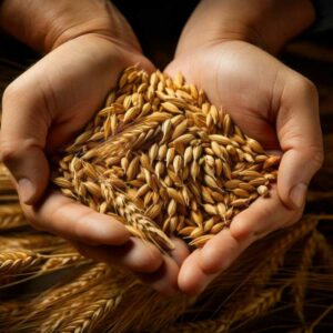 CQP CITG Conducteur d'installation de transformation des grains